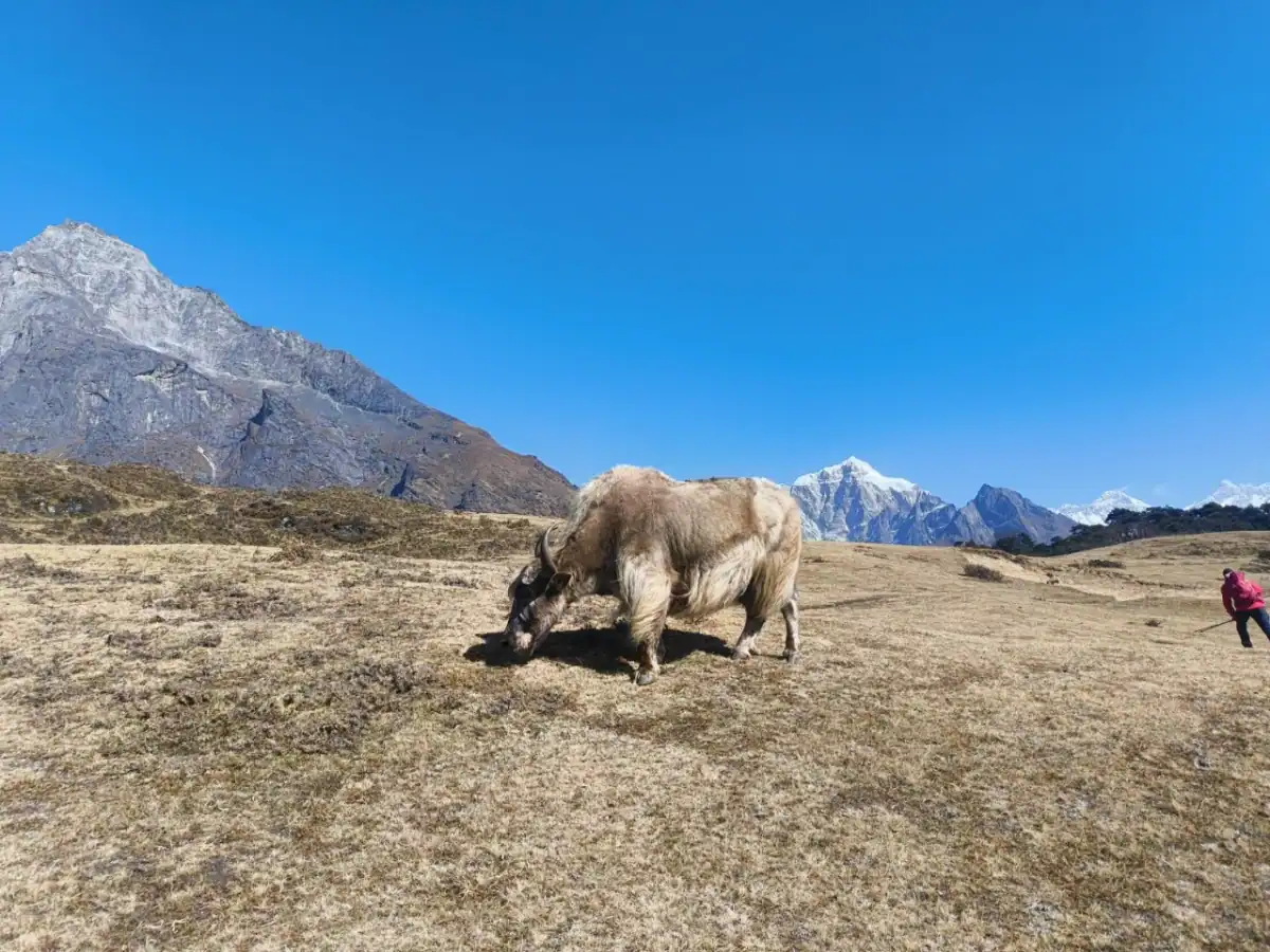 Himalayan yak grazing in a high altitude mountain landscape with snow capped peaks and blue sky.