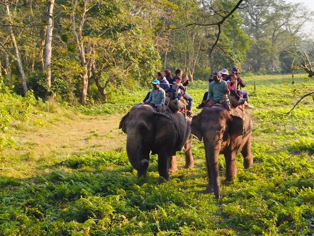 Chitwan Jungle Safari Tour Nepal