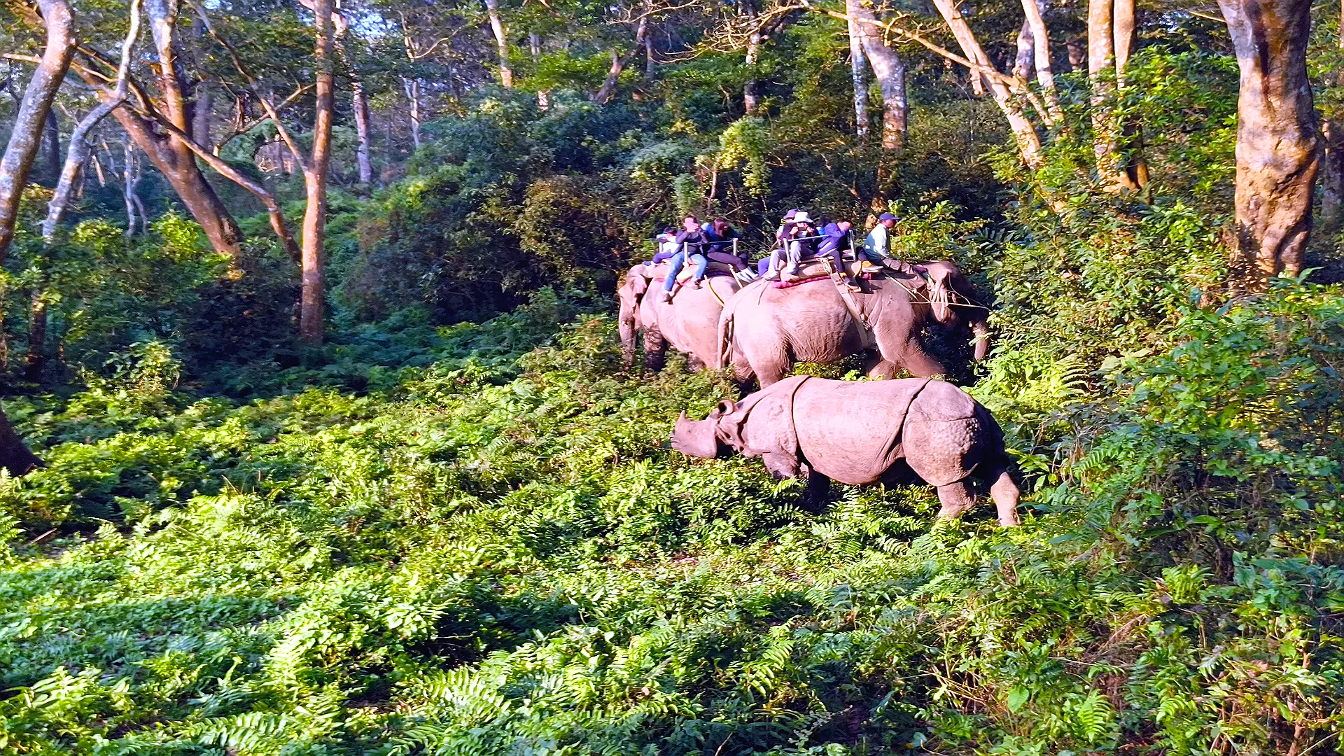Chitwan Jungle Safari Tour Nepal