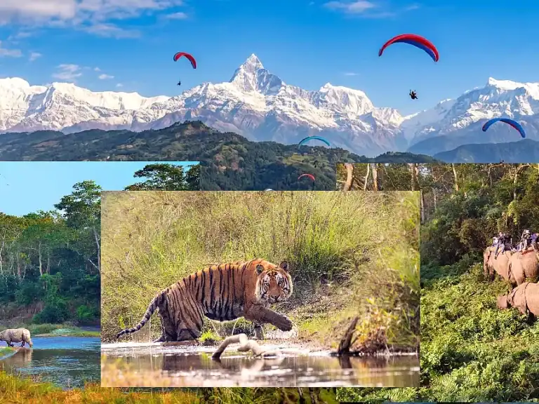 Nepal tourism collage showing Pokhara paragliding, Chitwan wildlife safari with rhinos and Bengal tiger, and Phewa Lake