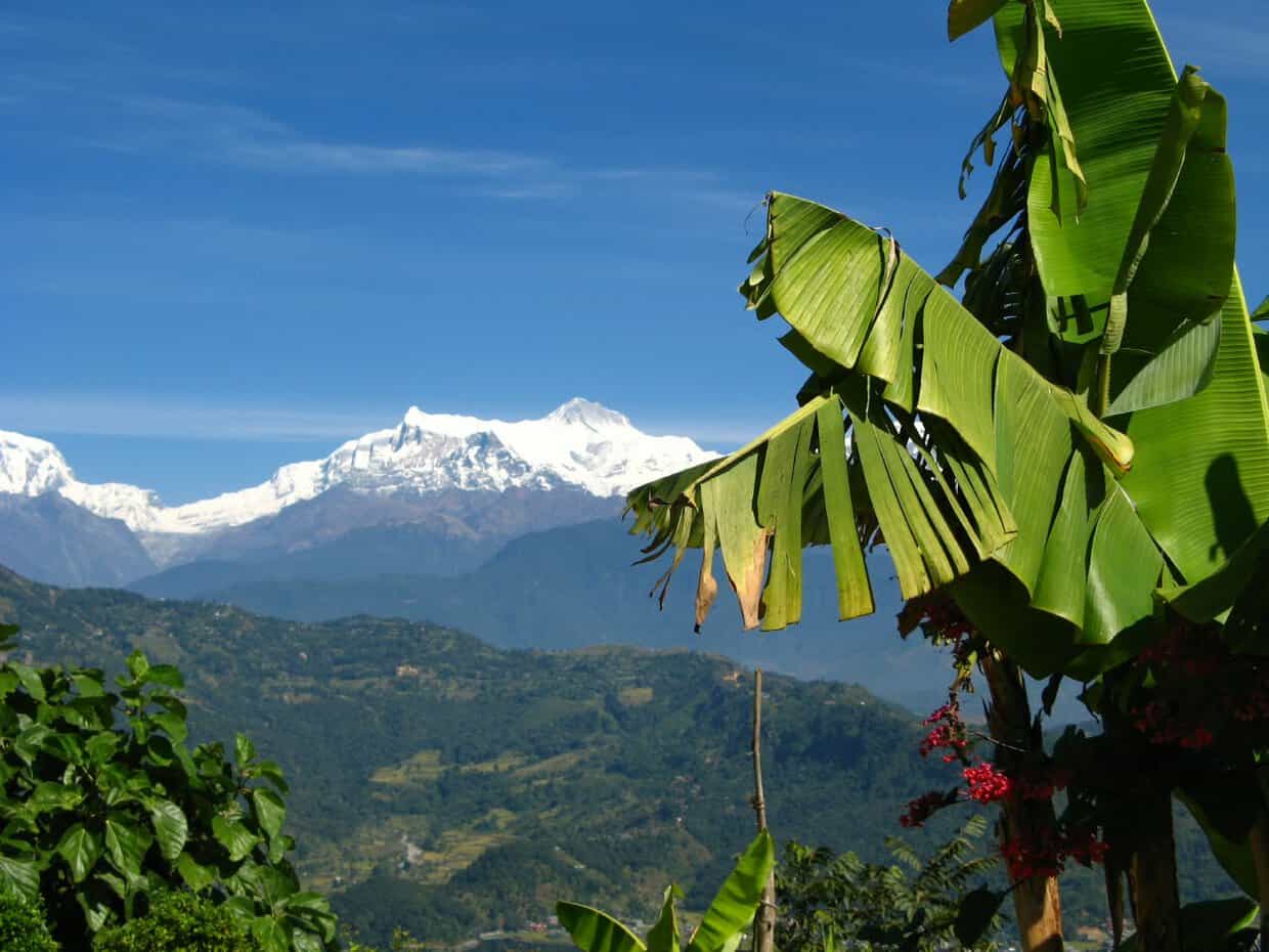 Himalayan mountain peak with snow viewed through green banana tree leaves on a clear day in Nepal