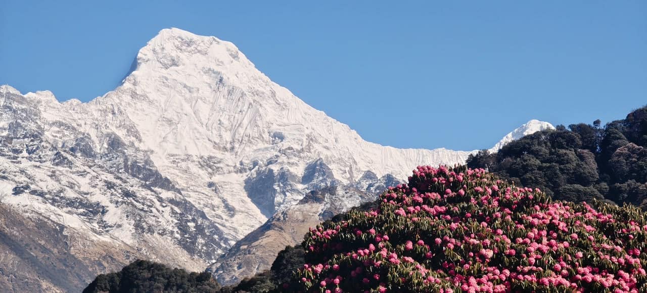 Snow-capped Himalayan mountain peak with blooming pink rhododendron flowers in Nepal.