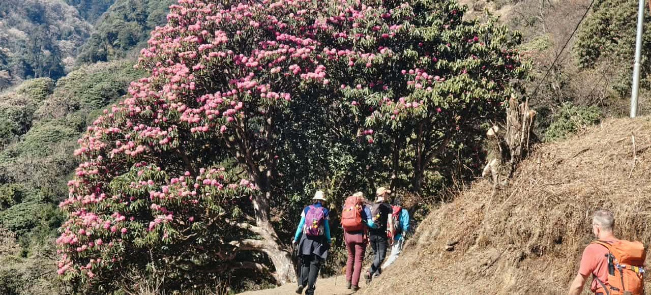 Hikers trekking on a mountain trail past a large blooming pink rhododendron tree in spring.